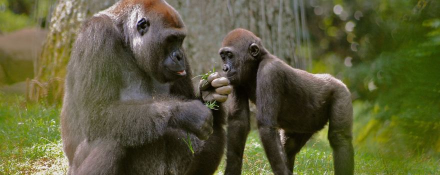 Zoo Atlanta