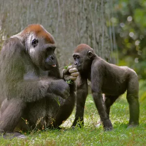 Zoo Atlanta