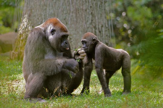 Zoo Atlanta