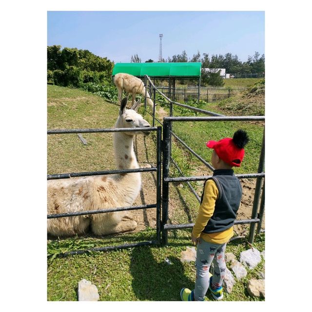 近距離接觸各種鳥類，仲有湖邊風景好好睇！|  沖繩自然動植物公園 Neo Park