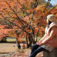 【 整個山頭一遍紅海楓葉 】