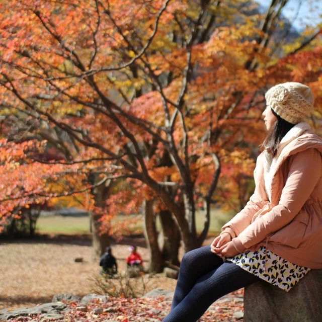 【 整個山頭一遍紅海楓葉 】