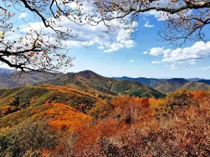 Popular Fall Viewing Attractions in Harqin Banner