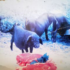 香猪美食(洛香店) User Photo