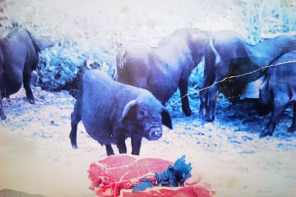 从江香猪美食(洛香店)