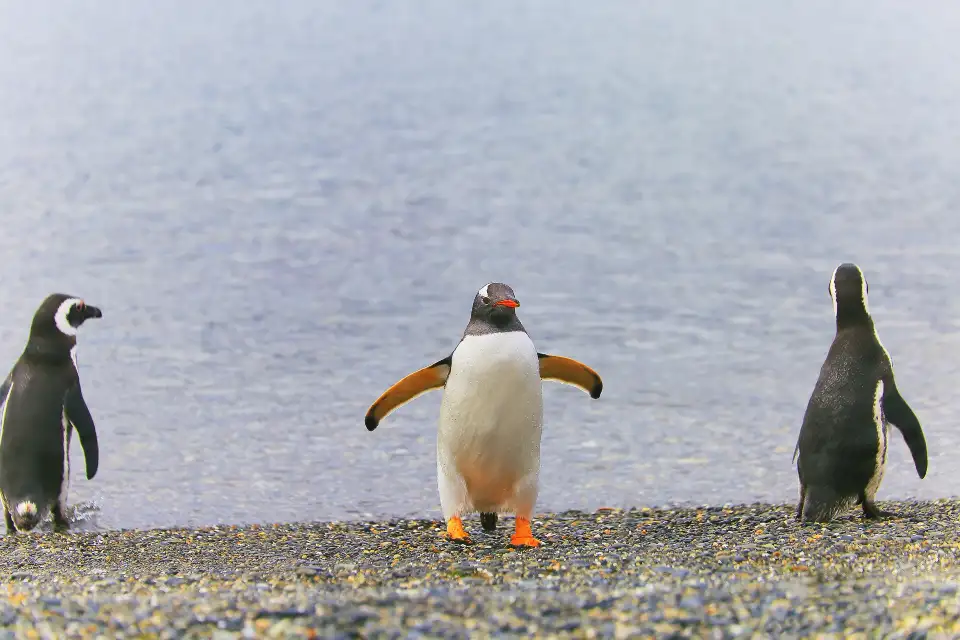 4_Cuverville Island Penguin Watching