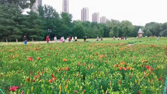 免费赏花看河景的好地方，环境特别好，三好桥下有花展，今年是百