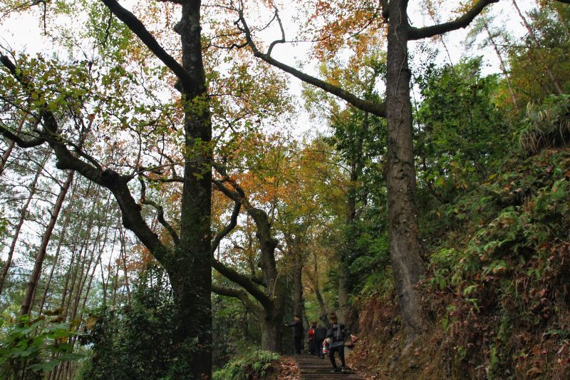 紅楓古道