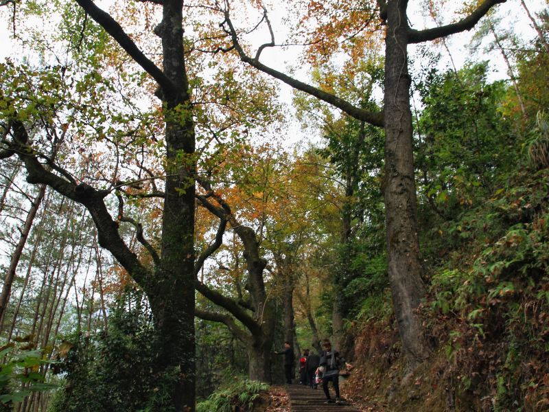 紅楓古道