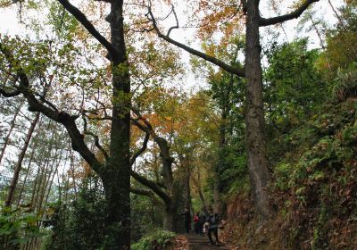 Red Maple Trail