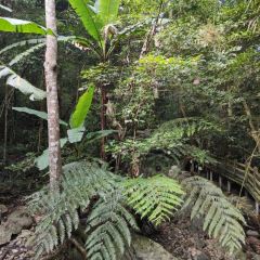 隆江猪脚饭 User Photo