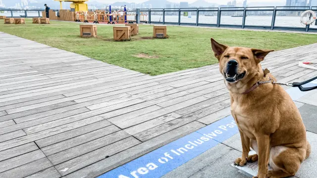 寵物共享公園 全港逾100個寵物共享公園 各區公園名單 和寵物公園的分別 遊記攻略 Trip Com遊玩攻略