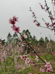 櫻山花谷