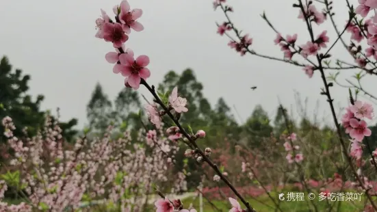 櫻山花谷