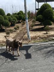 肥東管灣國家濕地公園