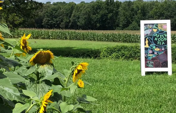 The Bed and Breakfast at Peace Hill