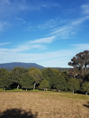 Lorne Valley Macadamia Farm and Cafe