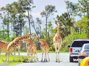 Lion Country Safari