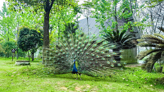 Yangshahu National Wetland Park