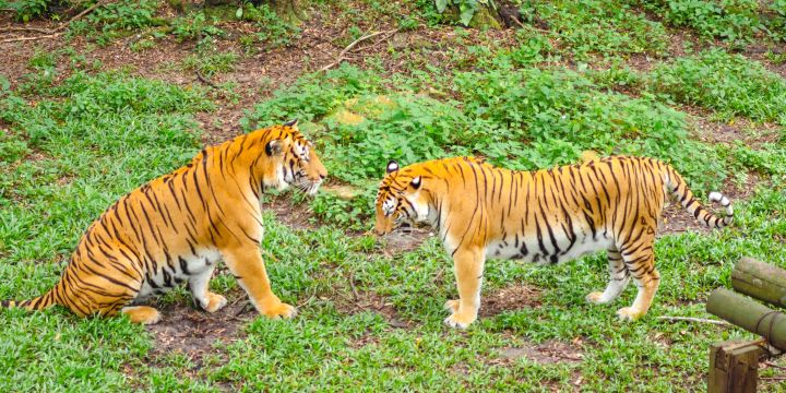 ジョホール動物園
