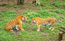 Johor Zoo