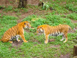 Johor Zoo