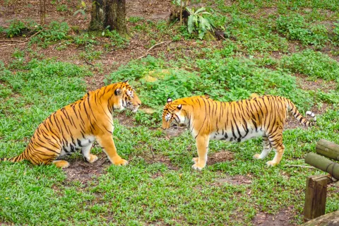 Johor Zoo