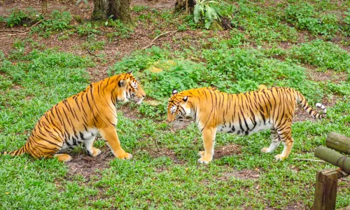 Zoo Johor