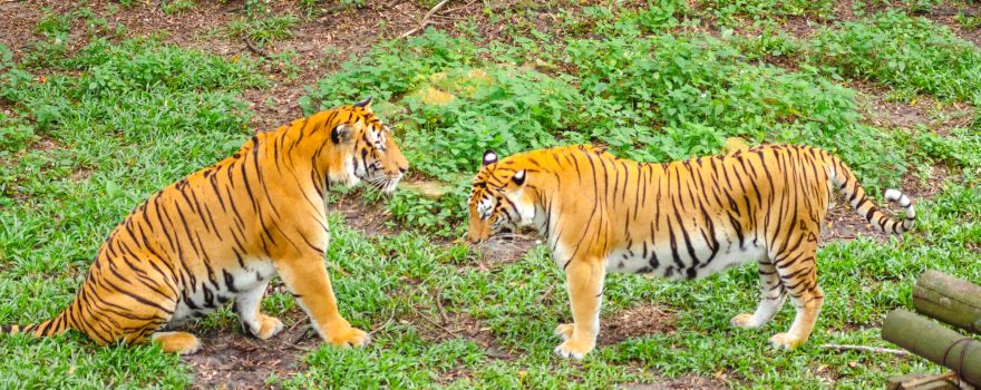 Johor Zoo