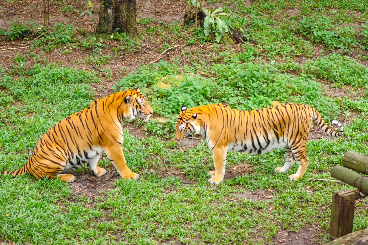 Johor Zoo
