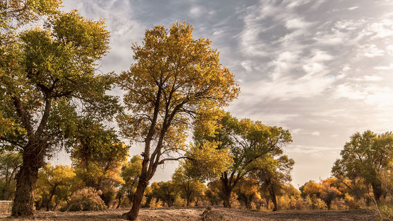 Xin Jiang Jin Hu Yang