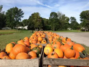 Pick'n Patch & Corn Maze
