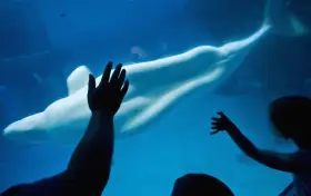 Shedd Aquarium