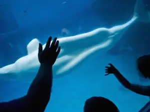 Shedd Aquarium
