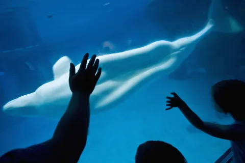 Shedd Aquarium