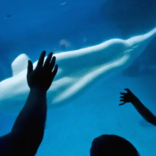 Shedd Aquarium
