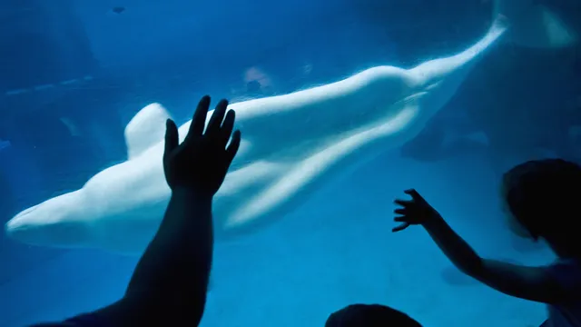 Shedd Aquarium