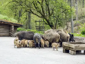 Wildpark Grafenberg