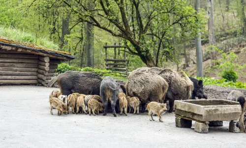 Wildpark Grafenberg