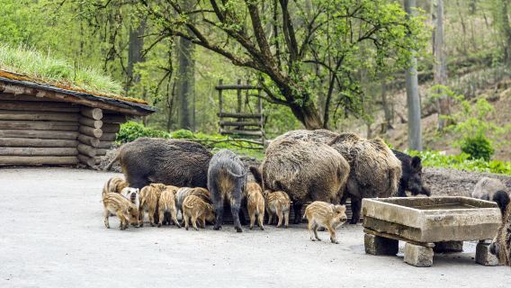 Wildpark Grafenberg