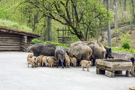 Wildpark Grafenberg