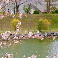 旧中川の桜並木