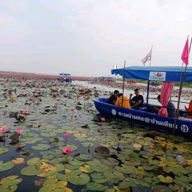 ทะเลบัวแดง ที่บึงหนองหาน ทะเลบัวแดง ที่บึงหนองหาน