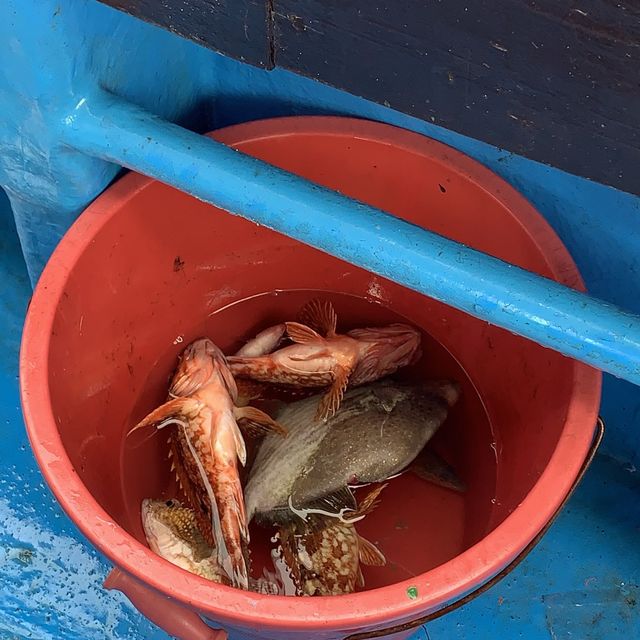 [제주도 이호테우 배낚시]