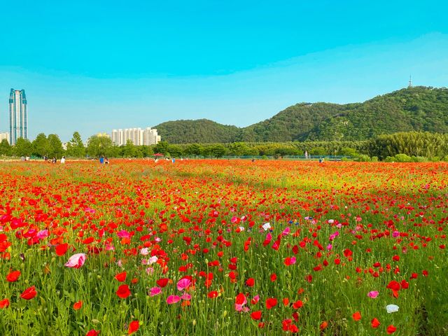 <울산, 봄향기 가득 태화강> 