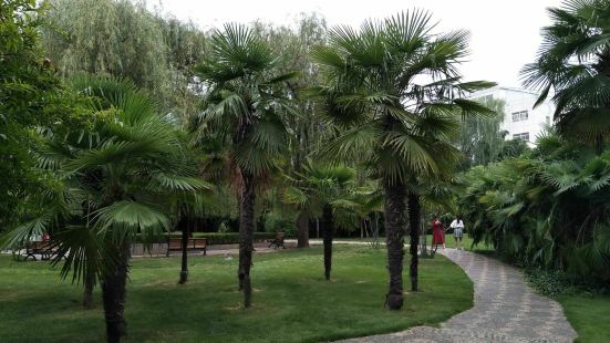 碧沙岗公园的棕榈园，在碧山岗公园的西南一隅，大片的棕榈使整个