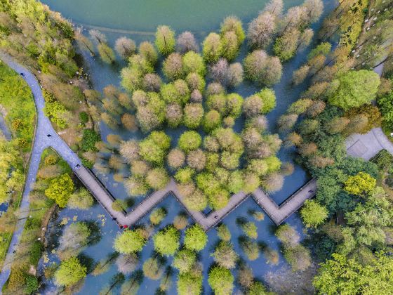 Metasequoia Forest