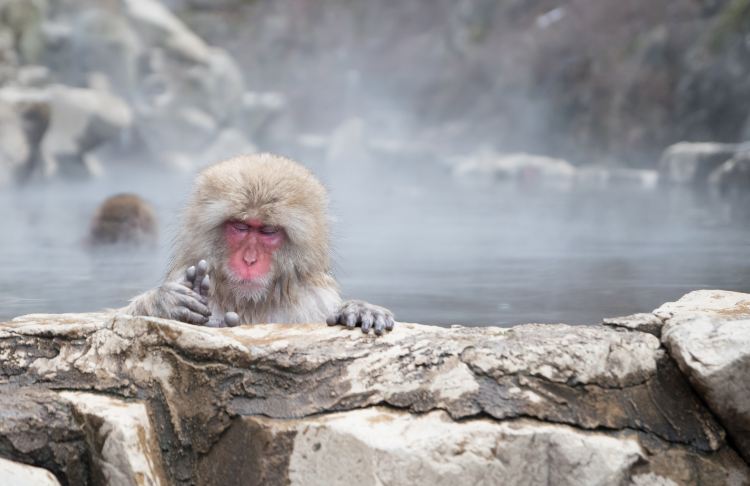 Jigokudani Monkey Park