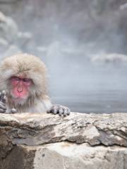 Parque de monos Jigokudani