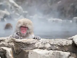 Snow Monkey Park(Jigokudani Yaen Koen)